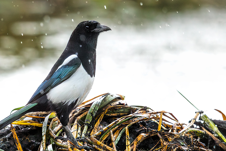 Magpie in the rain
